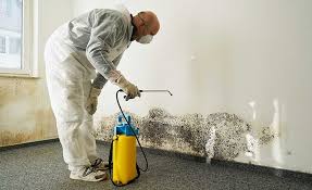 Best Mold Damage Restoration  in Crafton, PA